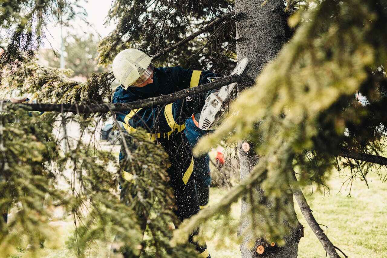 Best Emergency Tree Service  in Carmi, IL